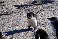 Pinguine am Boulders Beach