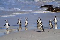 Pinguine am Boulders Beach