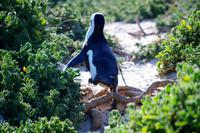 Pinguine am Boulders Beach