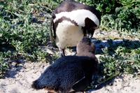Pinguine am Boulders Beach