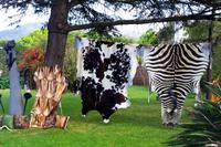 Hangover in Franschhoek