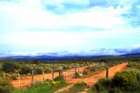 Unterwegs nach Oudtshoorn