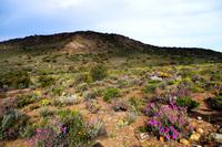 Unterwegs nach Oudtshoorn