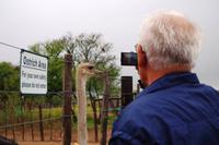 Auf der Straussenfarm