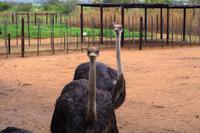 Auf der Straussenfarm