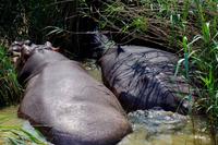Bootspirsch in St. Lucia