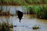 African Fish Eagle