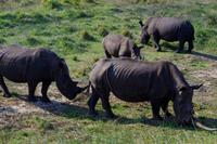 Ausflug nach Cape Vidal - Familie Breitmaulnashorn