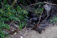 Ausflug nach Cape Vidal - Zebramangusten