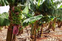 Mpumalanga - Bananenplantage