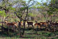 Pirschfahrt im Krüger Nationalpark