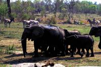 Getümmel am Wasserloch