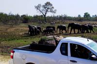 Getümmel am Wasserloch