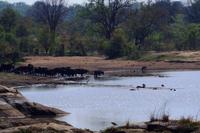Löwe beobachtet Büffelherde