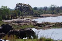 Getümmel am Wasserloch