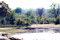 Löwe zieht von dannen