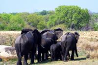 Elefanten ziehen weiter