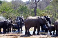 Nächste Elefantenherde