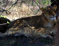 Löwenrudel im Schatten - 2 Alleinerziehende mit 4 Kindern