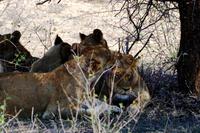 Löwenrudel unterm Schattenbaum