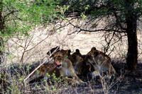 Löwenrudel unterm Schattenbaum
