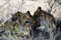 Löwenrudel unterm Schattenbaum