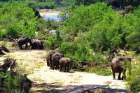 Nächste Elefantenherde