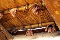 und noch mehr hängende Mäuse