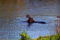Nkambeni River Chalets - Besuch im Wasserloch