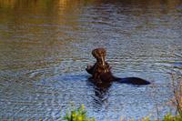 Nkambeni River Chalets - Besuch im Wasserloch