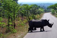 Achtung Breitmaulnashörner