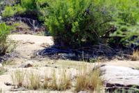 schlafende Löwin unterm Busch