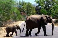 Elefanten on the Road