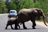 Elefanten on the Road