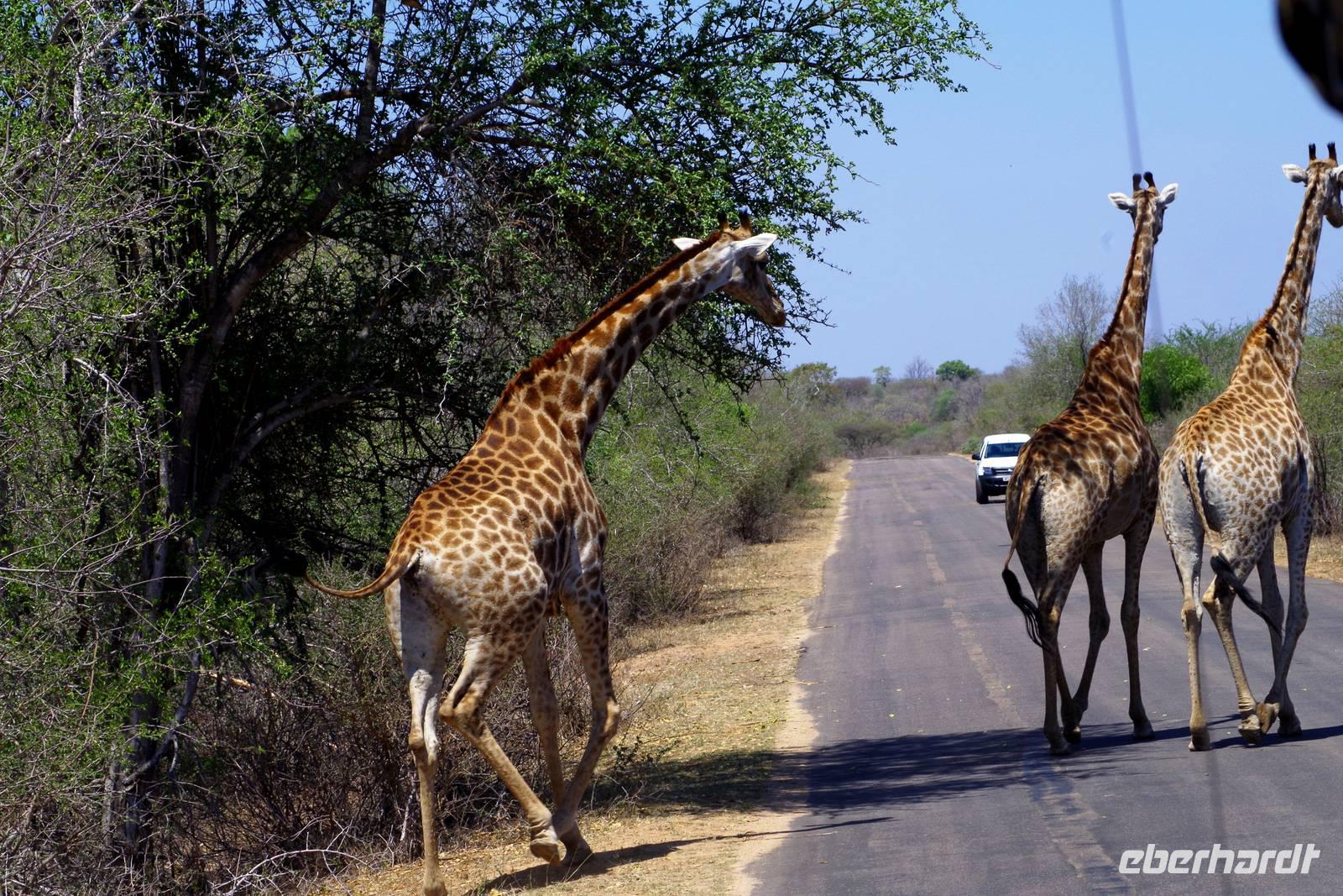 Giraffen on the Road