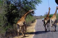 Giraffen on the Road