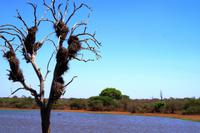 Pirschfahrt im Krüger Nationalpark