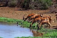 Pirschfahrt im Krüger Nationalpark