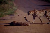 Geparden on the Road