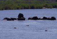 Elefantenbad mit Bademeister Hippo