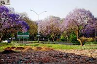 Pretoria mit blühenden Jacaranda Bäumen