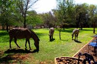 Sambezi Sun Resort mit Zebras