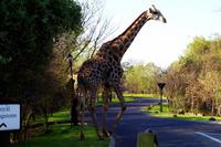 Langhälse im Resort