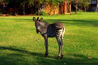 Zebrababy - 2 Wochen alt