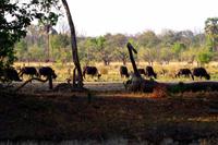 Sundowner Cruise - Büffelherde