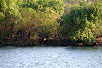 Sundowner Cruise - Hippo geht baden
