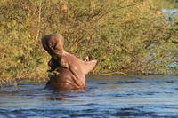 Sundowner Cruise - Happy Hippo