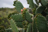 Blühender Kaktus - Foto von Kathleen
