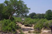 Nächste Elefantenherde - Foto von Kathleen