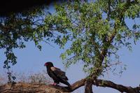 Gaukler - Foto von Kathleen